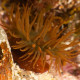 Actinia Equina Lmdlm