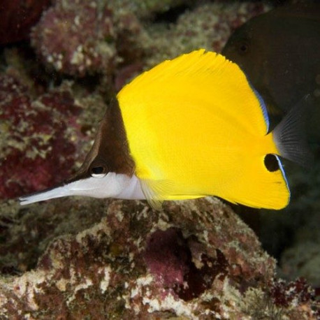 Forcipiger longirostris Lmdlm
