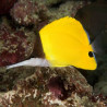 Forcipiger longirostris Lmdlm