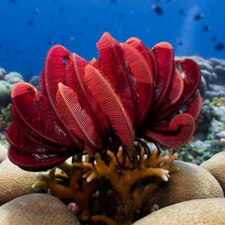 Himerometra robustipinna (Crenoides) Lmdlm