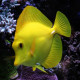 Zebrasoma flavescens Lmdlm
