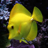 Zebrasoma flavescens Lmdlm