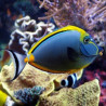 Naso lituratus dorsale orange S Lmdlm