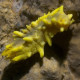 Colochirus robustus Lmdlm