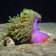 Heteractis magnifica Lmdlm
