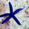 Linckia laevigata (Etoile bleue) Lmdlm