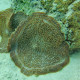 Amplexidiscus fenestrafer Lmdlm
