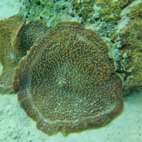 Amplexidiscus fenestrafer Lmdlm