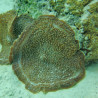 Amplexidiscus fenestrafer Lmdlm