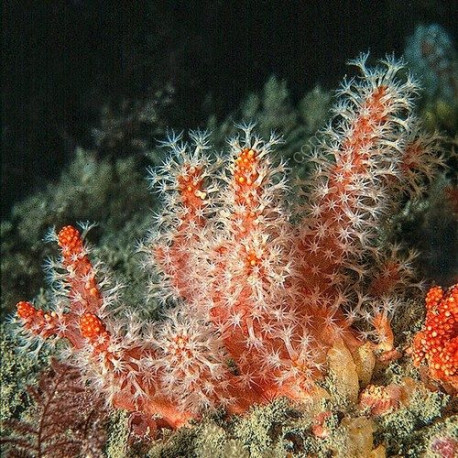 Alcyonium species-Chili Sponge Lmdlm