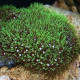 Clavularia violacea S Lmdlm