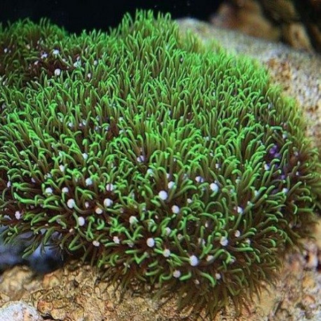 Clavularia violacea S Lmdlm