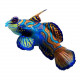 Synchiropus splendidus (Mandarin) Lmdlm