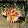 Pterois zebra Lmdlm