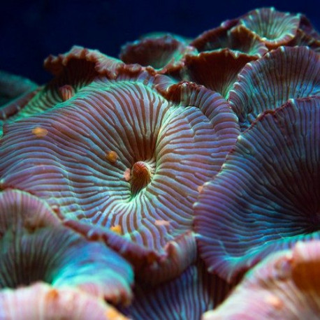 Actinodiscus strié ou marbré Lmdlm