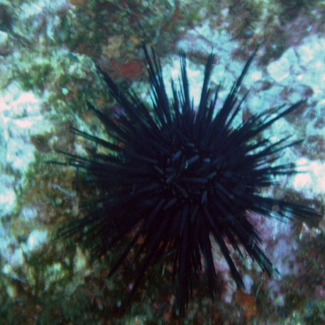 Centrostephanus L (Oursin) Lmdlm