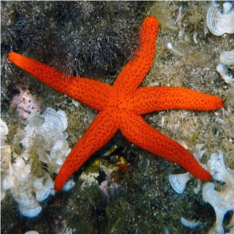 Linckia sp rouge LMDLM