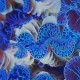 Tridacna maxima vert 6 cm LMDLM