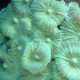 Discosoma sp Lmdlm
