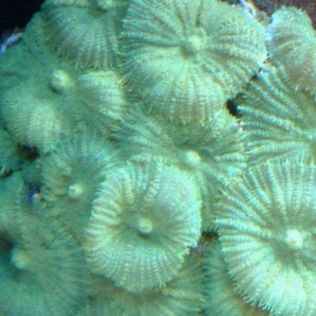 Discosoma sp Lmdlm