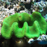Stichodactyla Gigantea Lmdlm