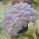 Plerogyra sinuosa L LMDLM