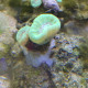 Caulastraea LMDLM