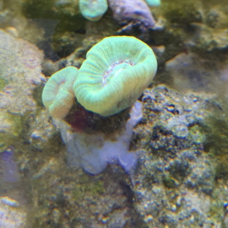Caulastraea LMDLM