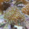 Euphyllia divisa LMDLM
