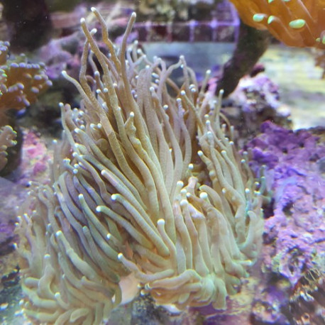 Euphyllia divisa LMDLM