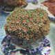 Euphyllia ancora LMDLM