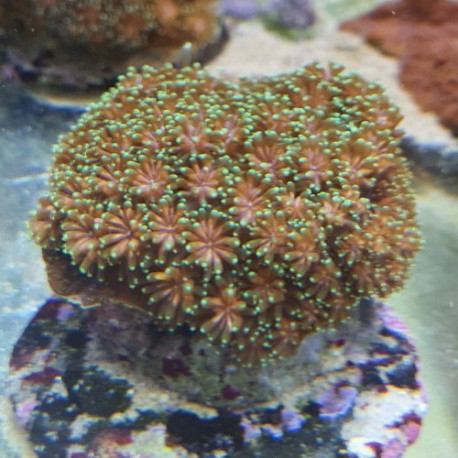 Euphyllia ancora LMDLM