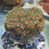 Euphyllia ancora LMDLM
