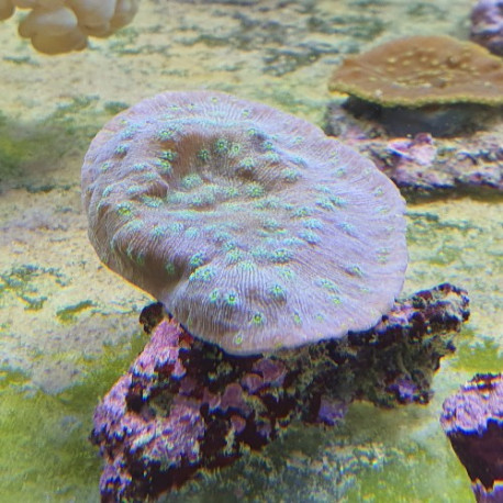 Galaxea astreata LMDLM