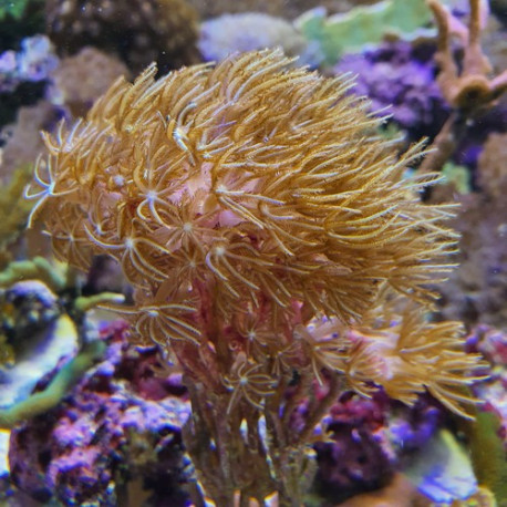 Turbinaria reniformis LMDLM