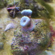 Caulastraea LMDLM