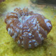 Cynarina lacrymalis LMDLM