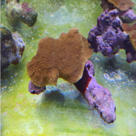 Physogyra lichtensteini LMDLM