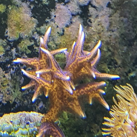 Seriatopora hystrix (Pink) LMDLM