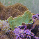 Physogyra lichtensteini LMDLM