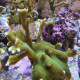 Montipora branchu M LMDLM