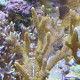 Montipora branchu M LMDLM