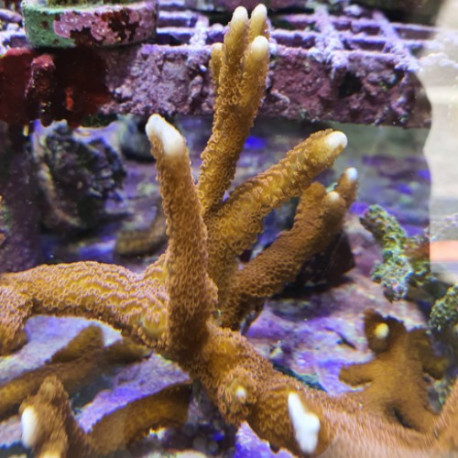 Montipora branchu M LMDLM