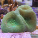 Lobophyllia sp LMDLM