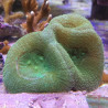 Lobophyllia sp LMDLM