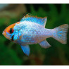 Lot de 100 poissons rouges LMDLM