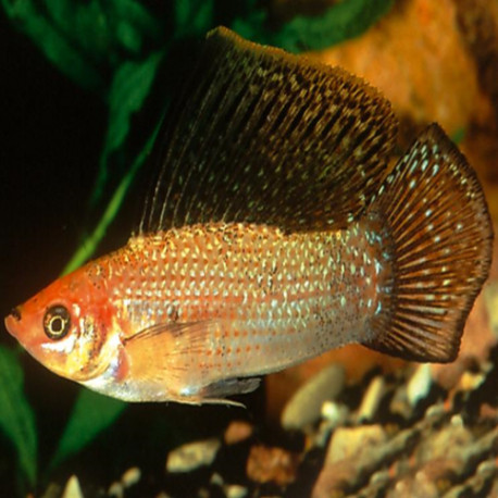 Moenkhausia oligolepis Lmdlm