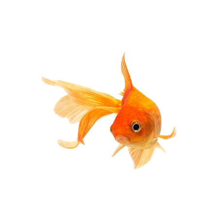 Platy Lmdlm