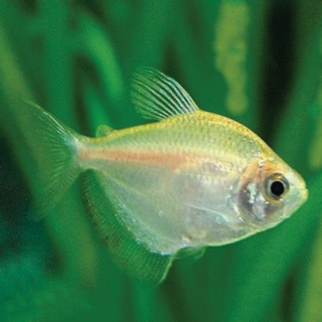 Tetra serpae Lmdlm