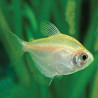 Tetra serpae Lmdlm